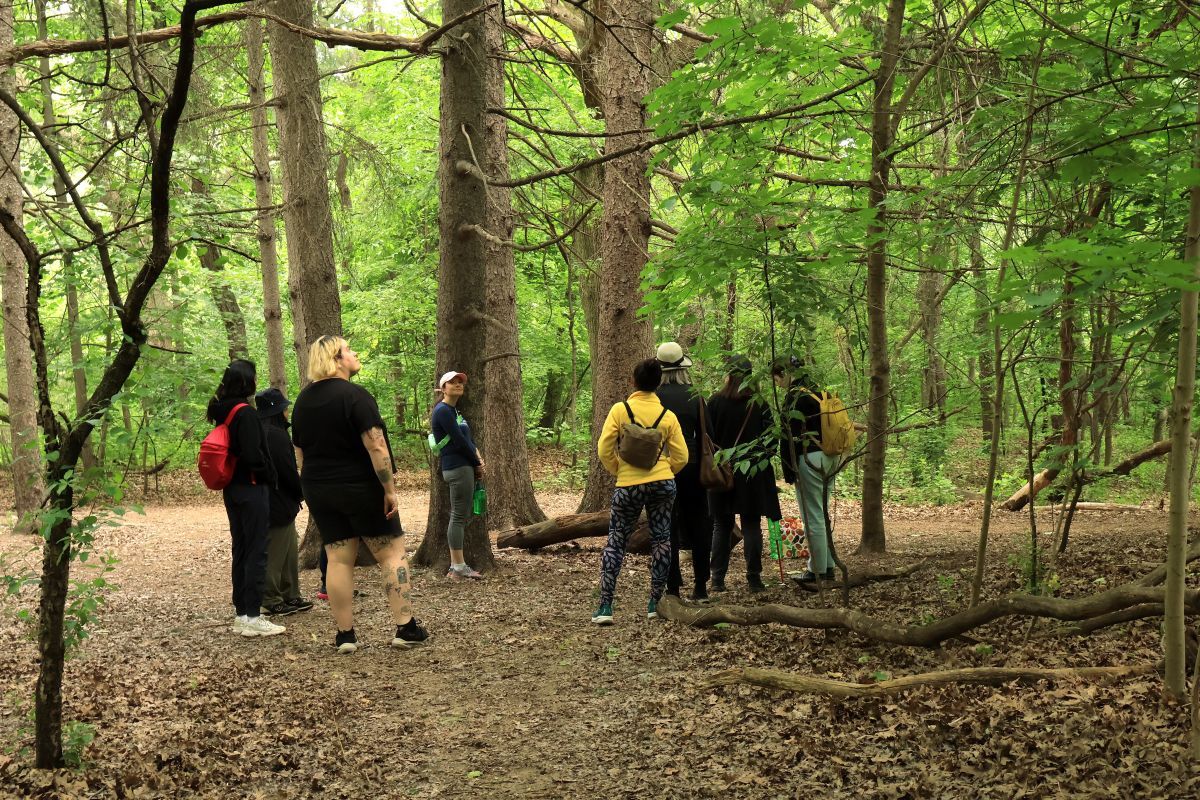 A group of forest bathing participants looking around and choosing a tree to befriend and spend time with in the forest.